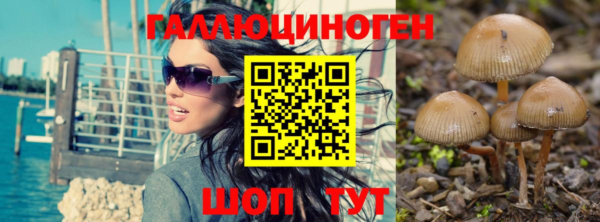 Псилоцибиновые грибы Cubensis Городец